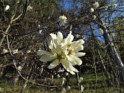 MONTE ZUCCO ad anello via linea tagliafuoco dalla Pernice (20apr21) - FOTOGALLERY